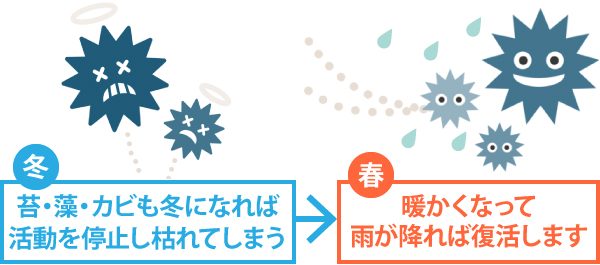 冬に活動を停止し枯れた苔・藻・カビも暖かくなって雨が降れば復活します