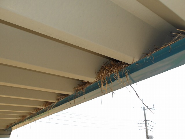 鳥の巣