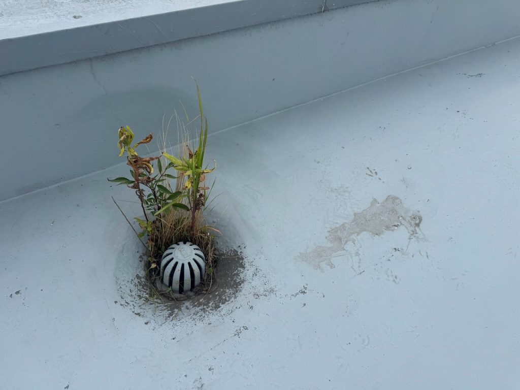 排水口まわりの雑草