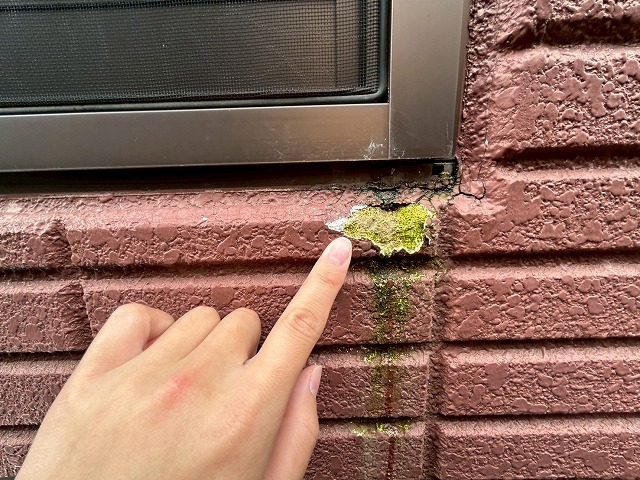 苔が発生している写真