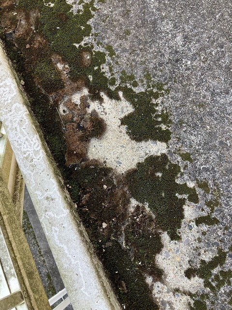 床端部の苔堆積