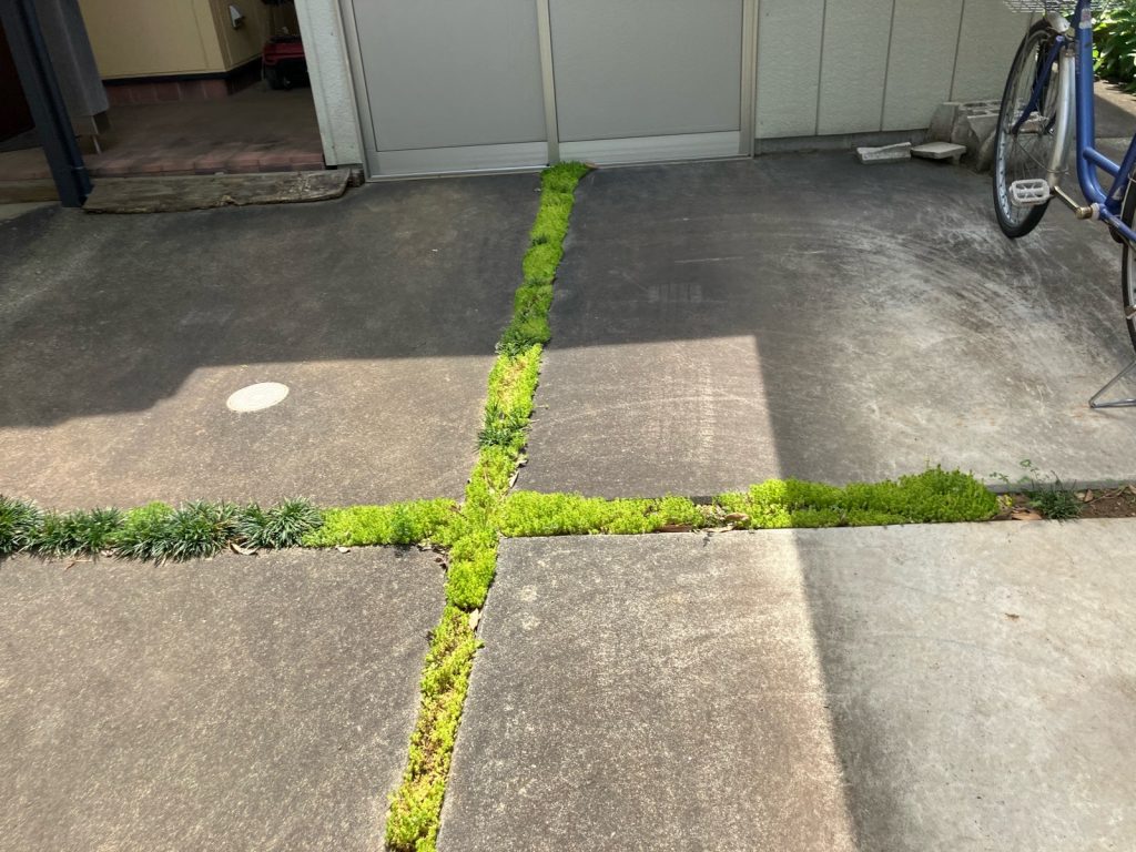 土間目地に生えた雑草